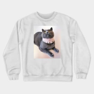 British Shorthair Waiting for Something Yummy - Blue Cat Photograph Crewneck Sweatshirt